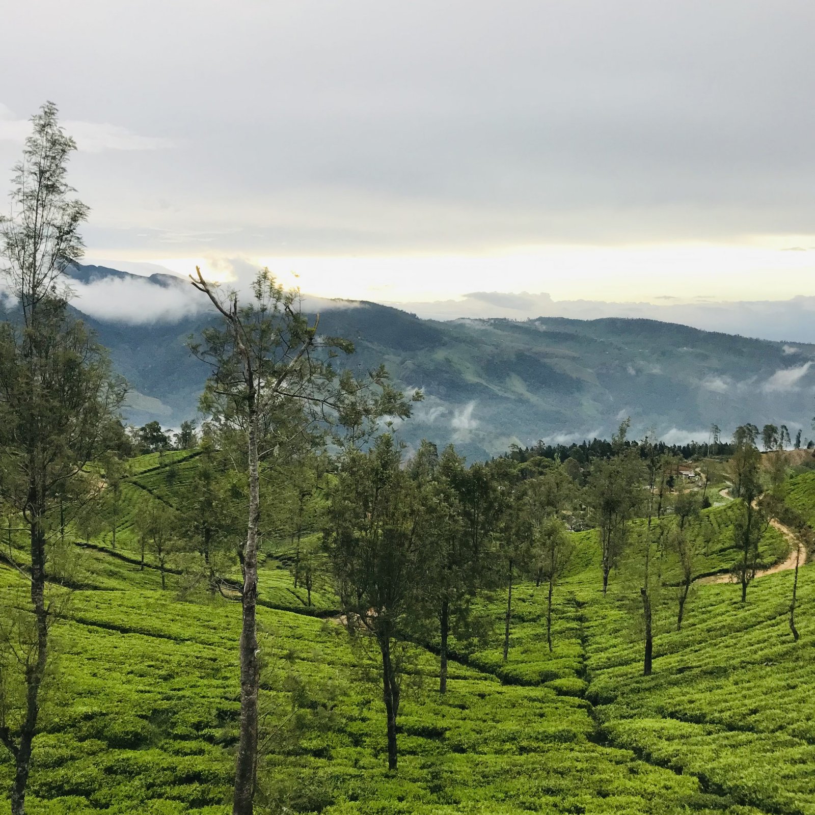 3rd Day Kandy to Nuwara Eliya